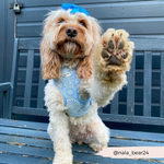 Cocopup Luxe Bundle - Baby Blue Flower Harness, Collar, and Lead The Stately Hound