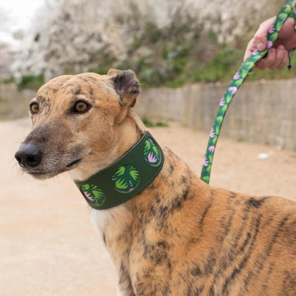 Combs Leather Whippet & Greyhound Fishtail Collar