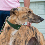 Combs Hound Collar | Elegant & Comfortable for Sighthounds The Stately Hound