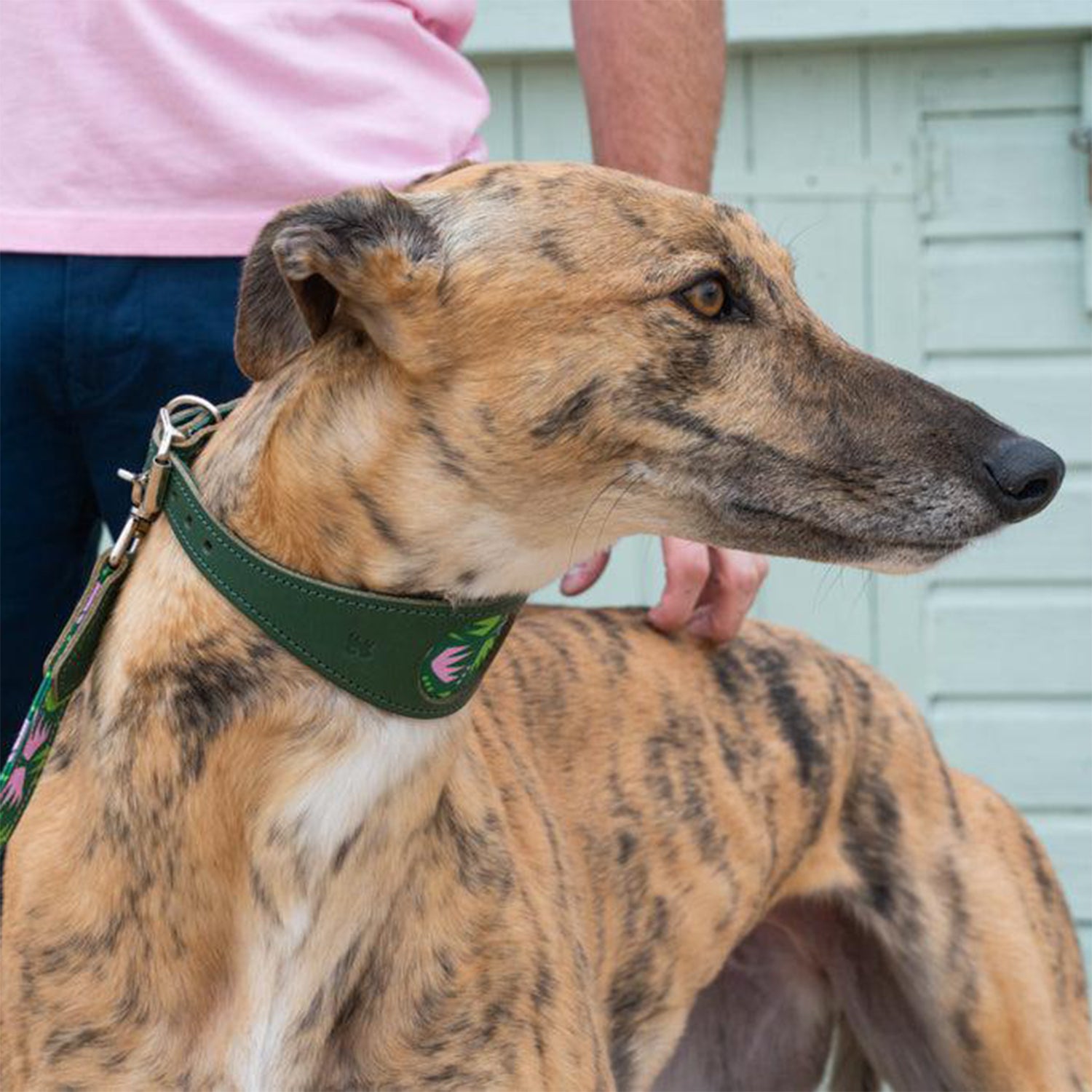 Combs Leather Whippet & Greyhound Fishtail Collar