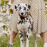 Crimson Red Leather Dog Lead with Gold Hardware The Stately Hound