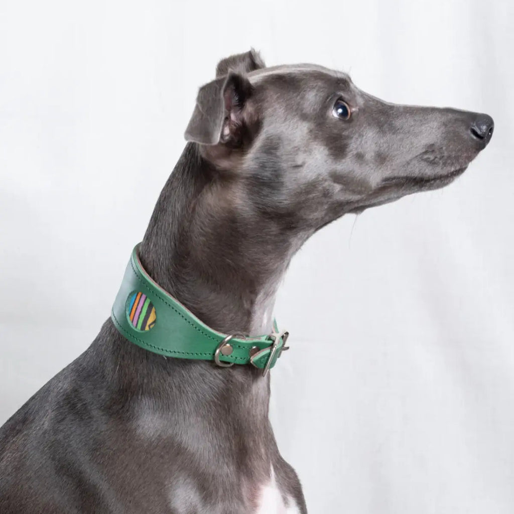Rainbow Stripe Green Leather Whippet & Greyhound Collar - UK Made