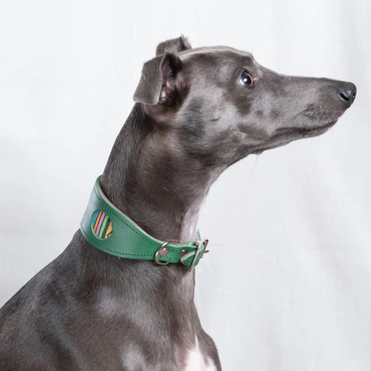 Rainbow Stripe Green Leather Whippet & Greyhound Collar - UK Made