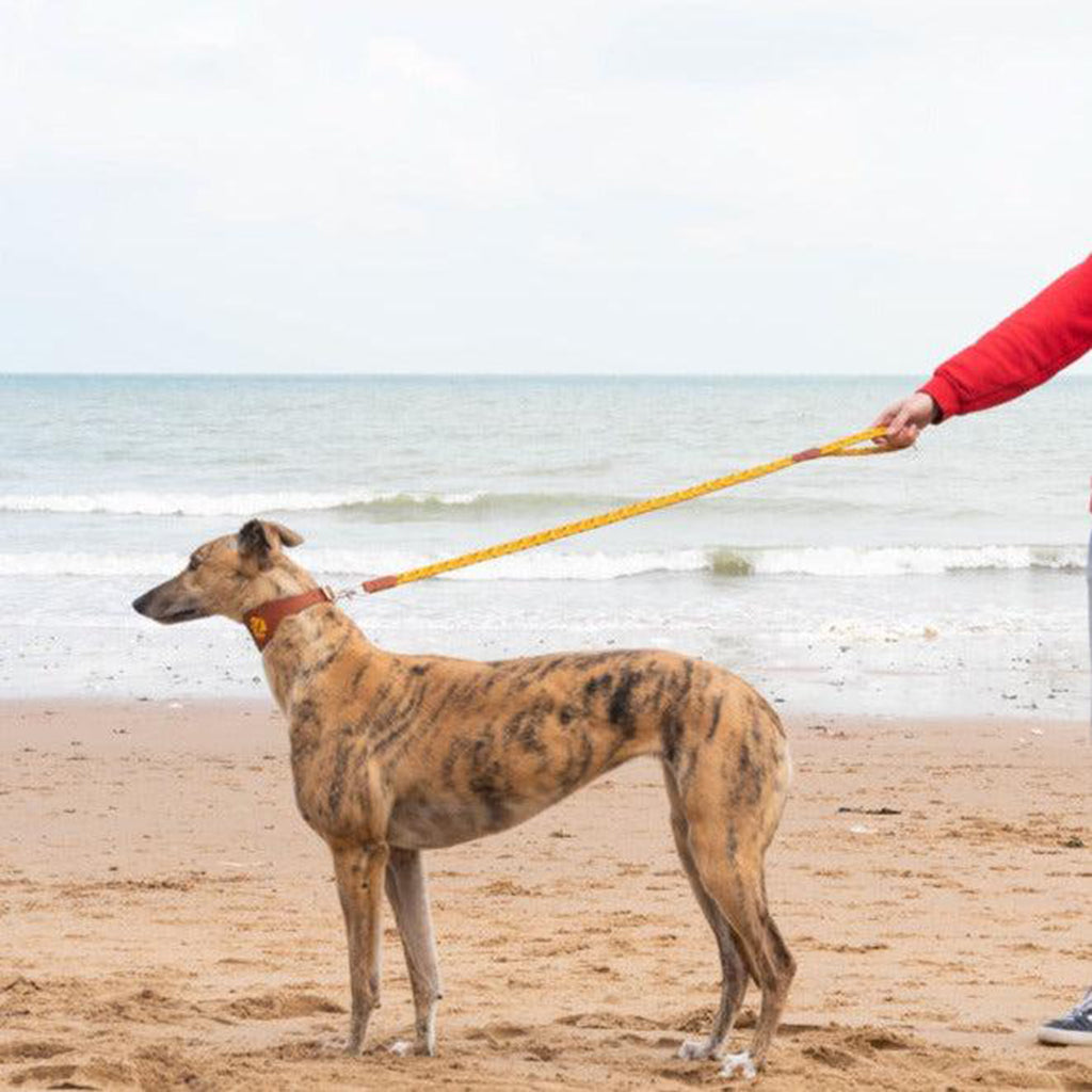 Fireworks Leather Whippet & Greyhound Fishtail Collar
