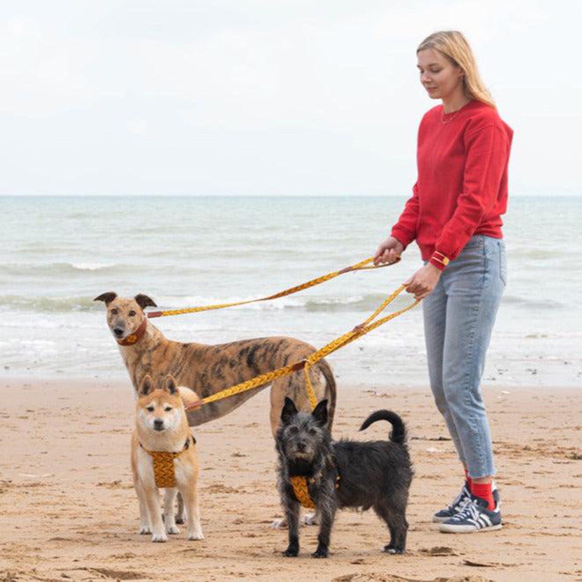 Fireworks Leather Whippet & Greyhound Fishtail Collar