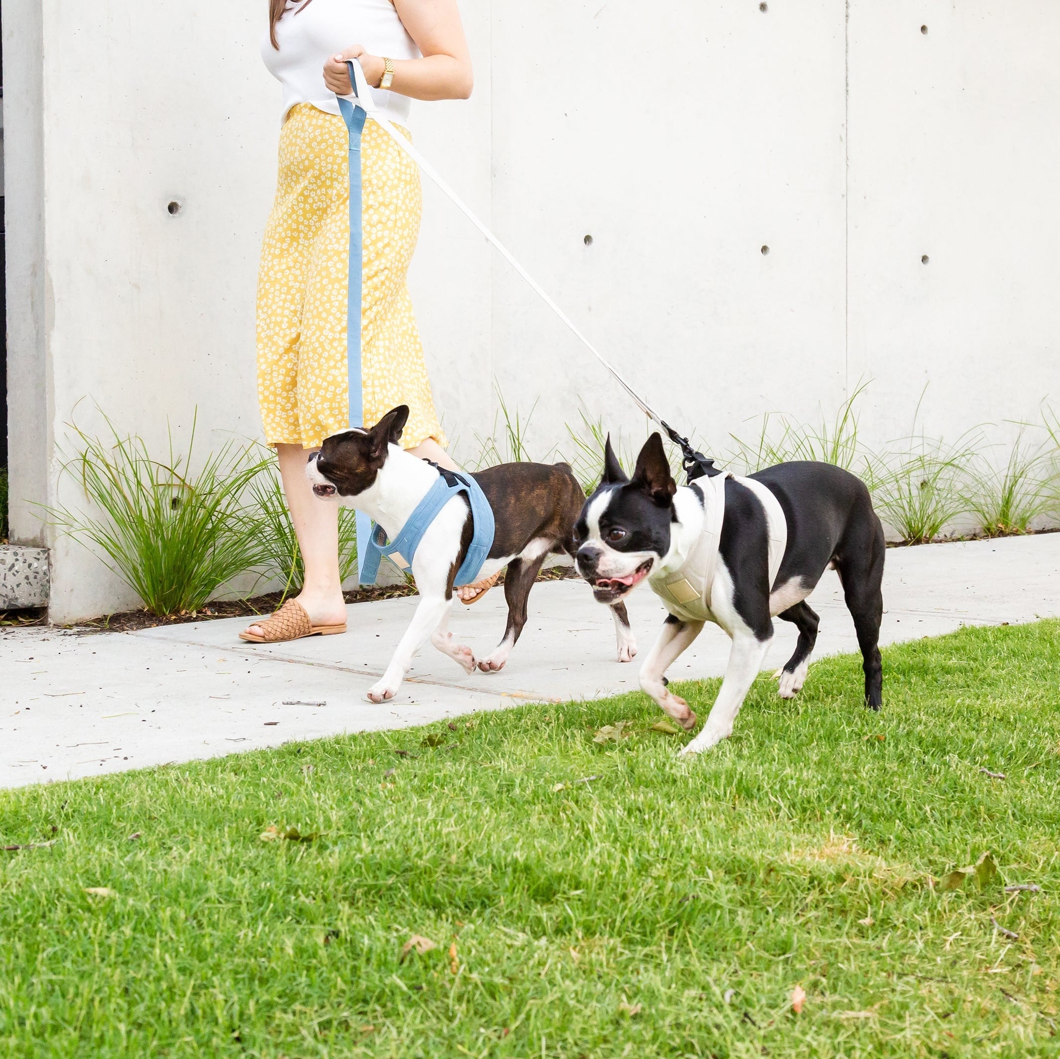 FuzzYard Life Step-In Dog Harness in French Blue The Stately Hound