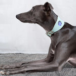Mud Cloth Leather Whippet & Greyhound Fishtail Collar The Stately Hound