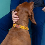 Brown dog wearing a yellow collar with a person petting it against a blue background