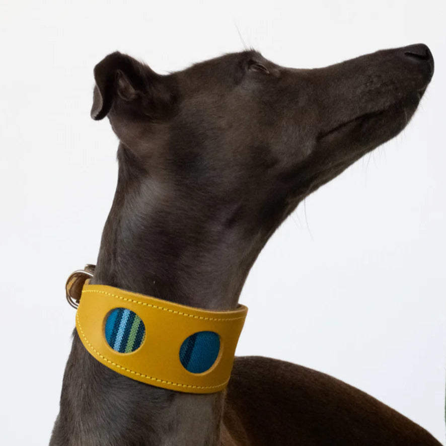 Shuka Blue Yellow Leather Whippet & Greyhound Collar - UK Made
