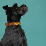 Black dog wearing a tan brown and yellow collar against a teal background