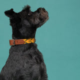 Black dog wearing a tan brown and yellow collar against a teal background