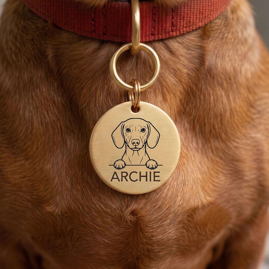 Dachshund wearing the personalised Dachshund dog tag on its collar
