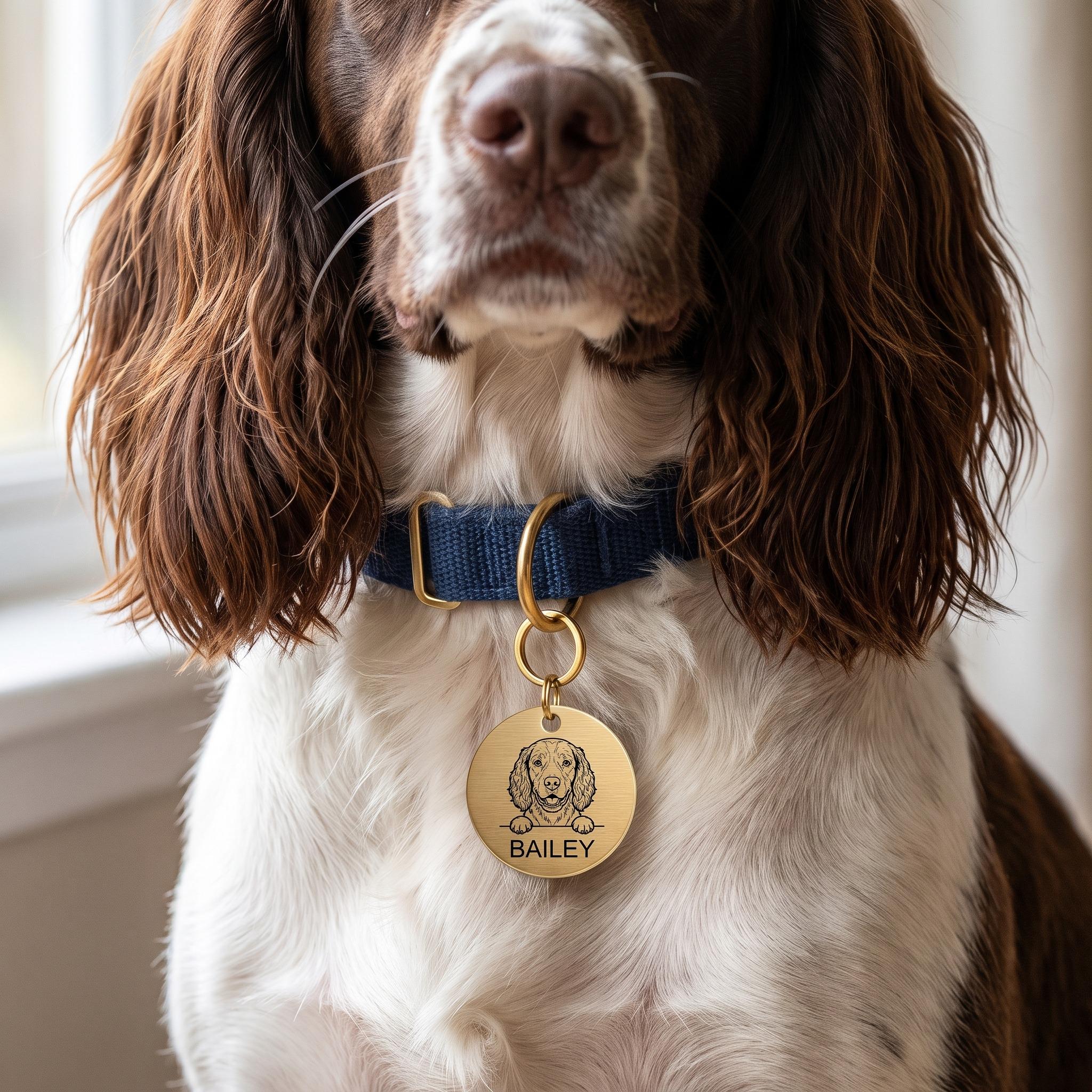 Springer Spaniel wearing the personalised Springer Spaniel dog tag on its collar