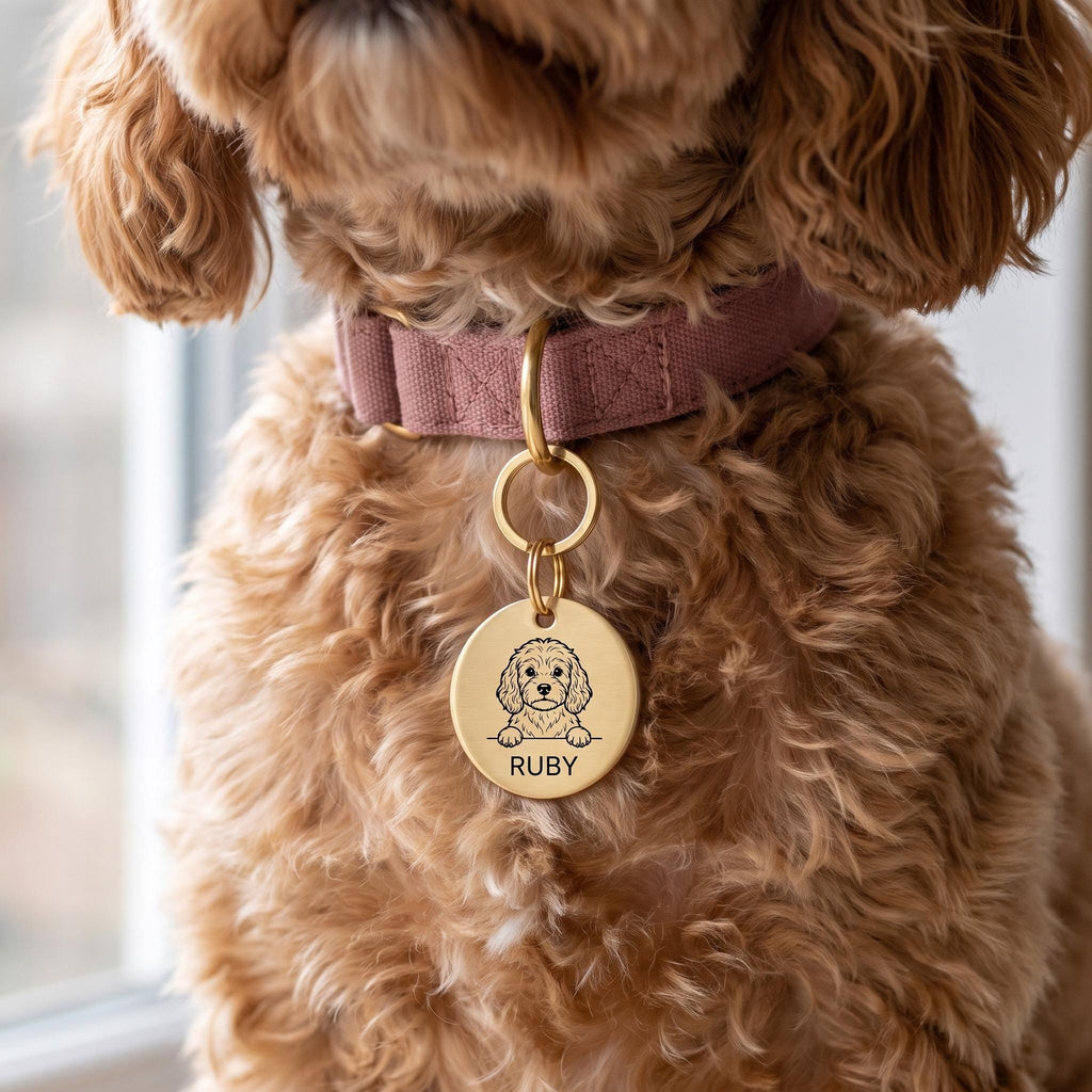 Cavapoo wearing the personalised Cavapoo dog tag on its collar
