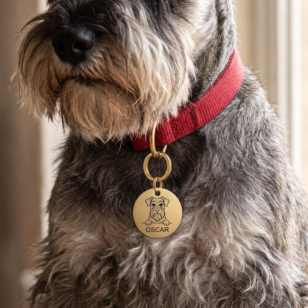 Miniature Schnauzer wearing the personalised Miniature Schnauzer dog tag on its collar