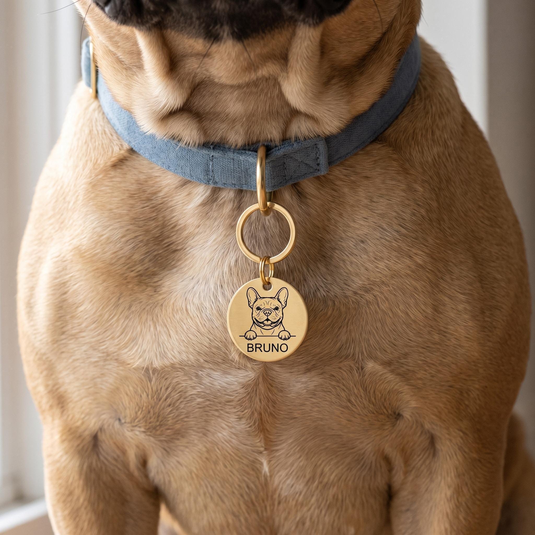 French Bulldog wearing the personalised French Bulldog dog tag on its collar