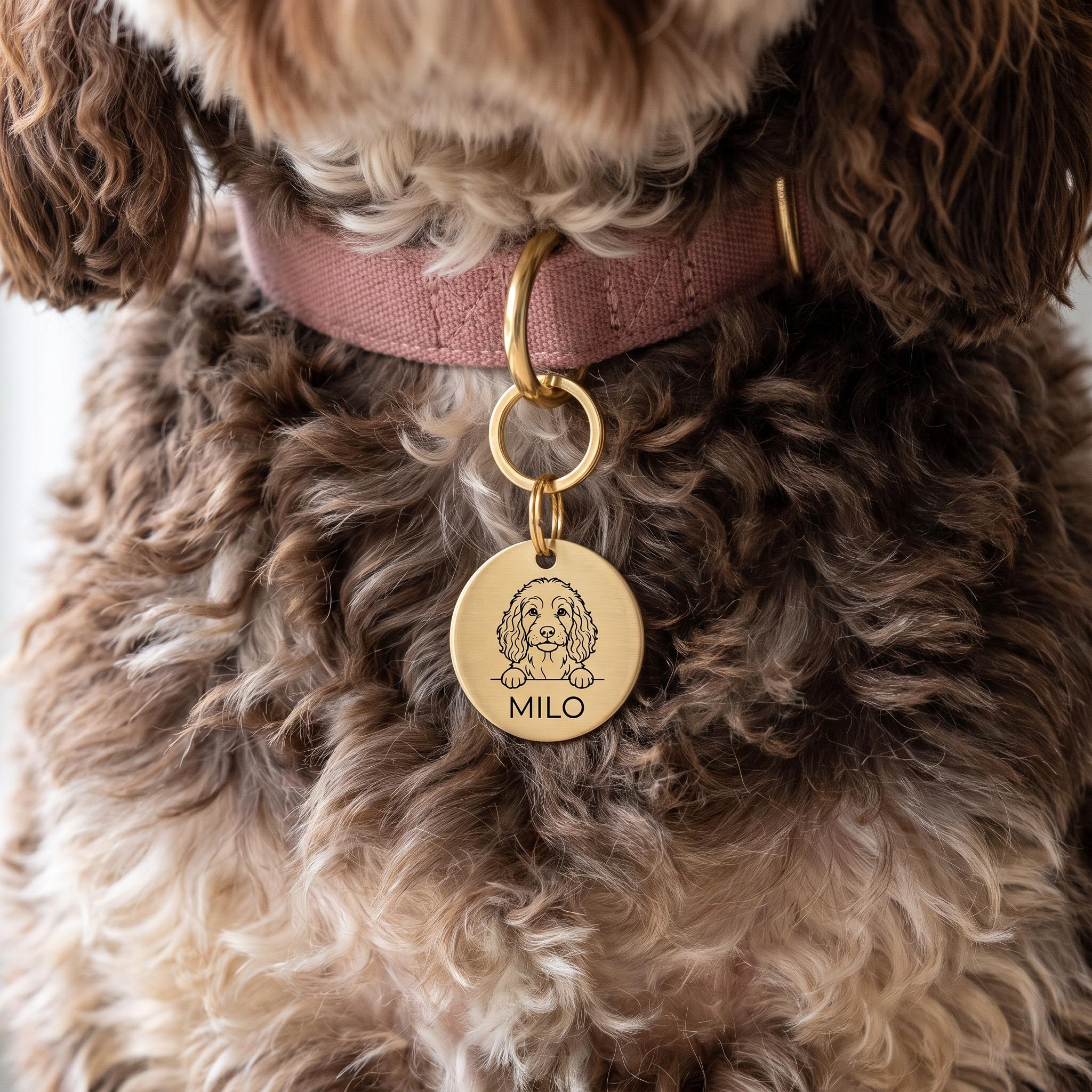 Cockapoo wearing the personalised Cockapoo dog tag on its collar