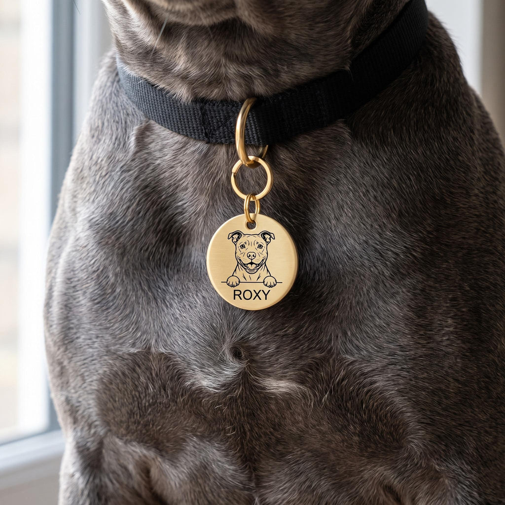 Staffy wearing the personalised Staffy dog tag on its collar