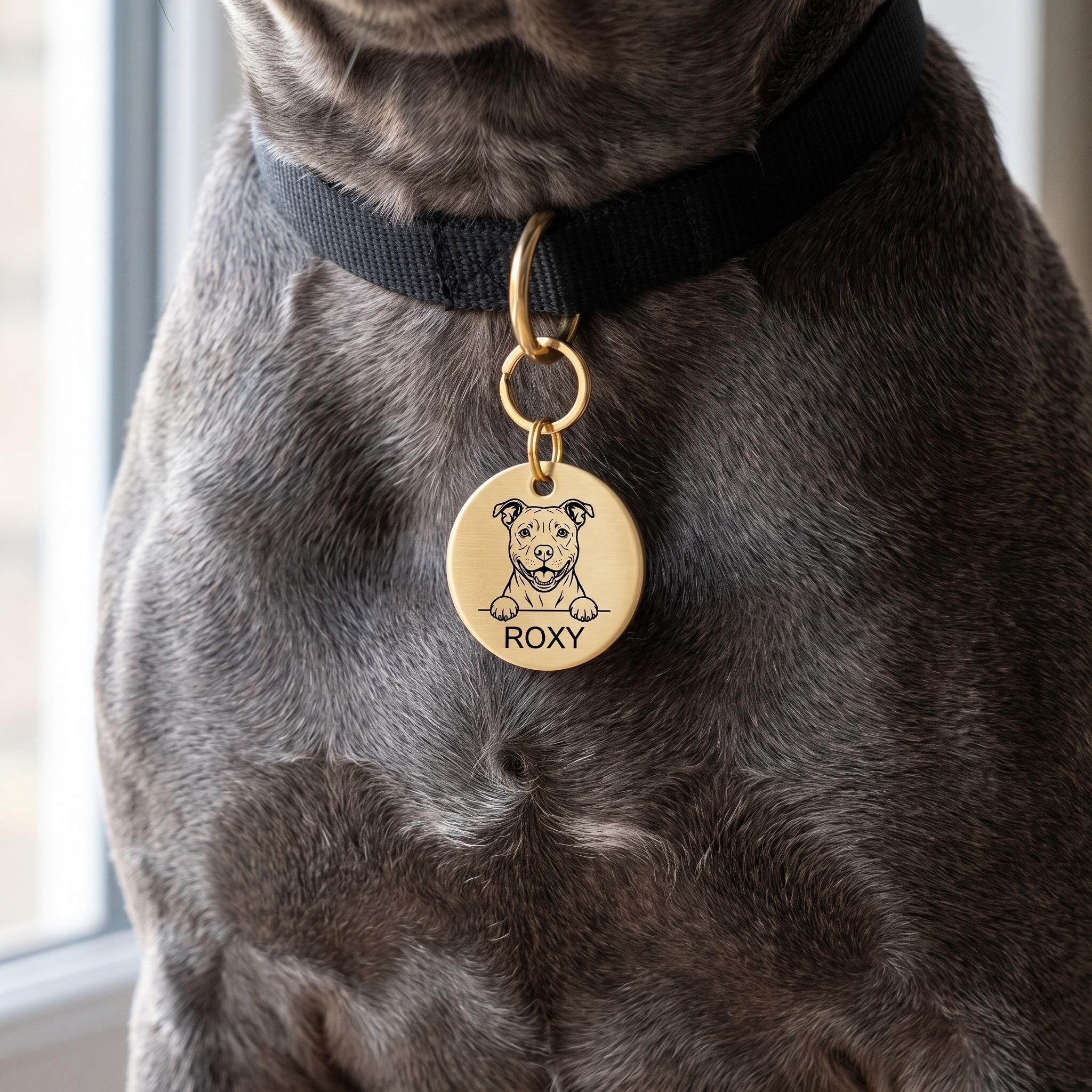 Staffy wearing the personalised Staffy dog tag on its collar