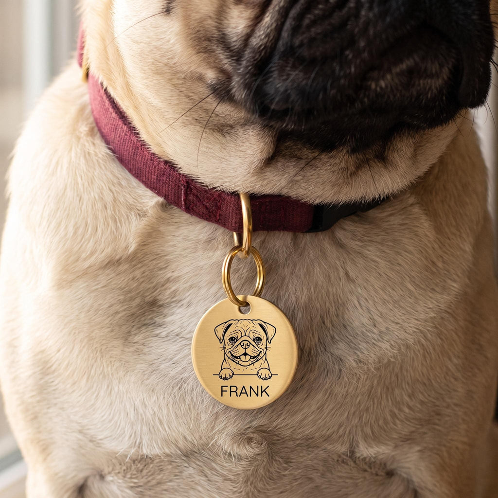 Pug wearing the personalised Pug dog tag on its collar