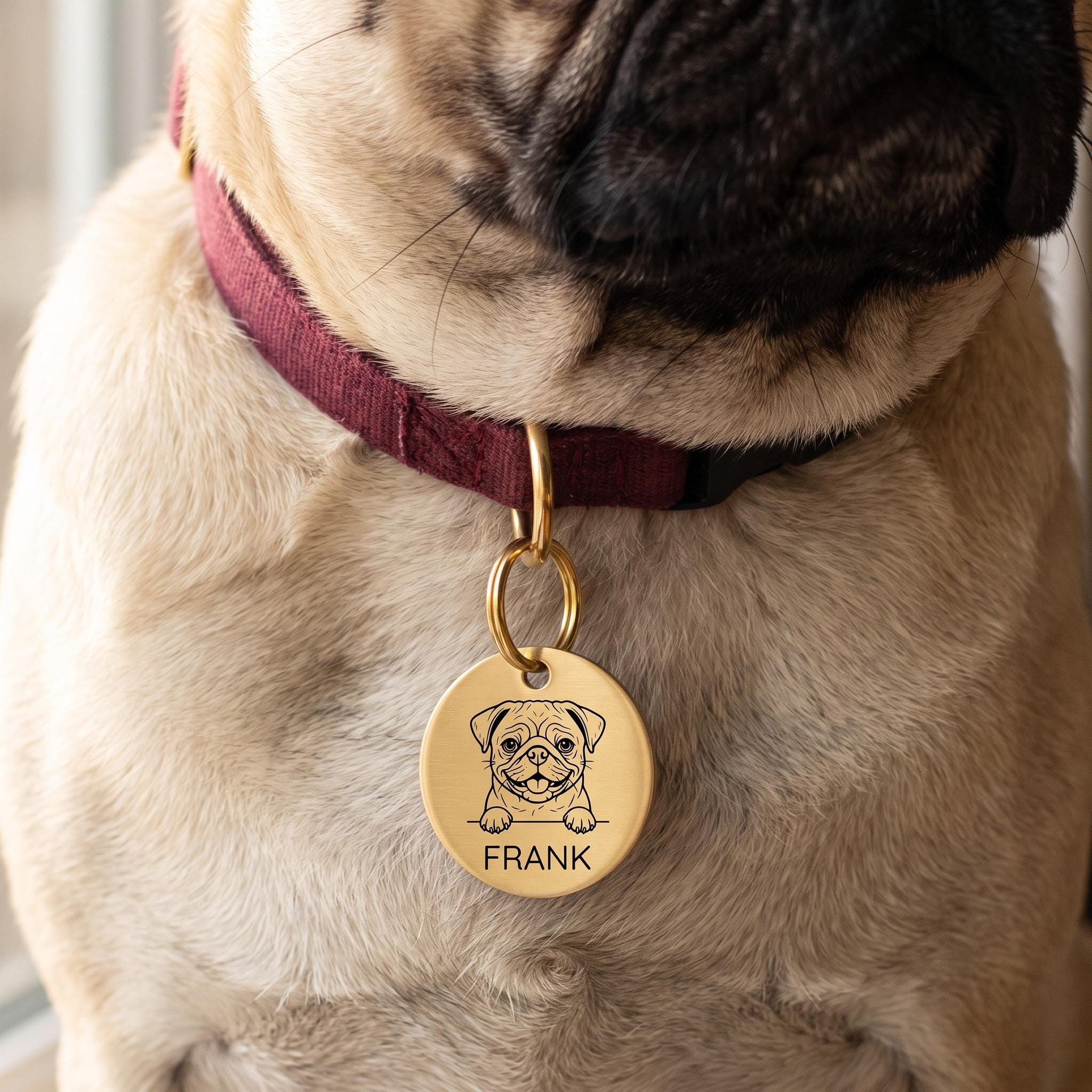 Pug wearing the personalised Pug dog tag on its collar