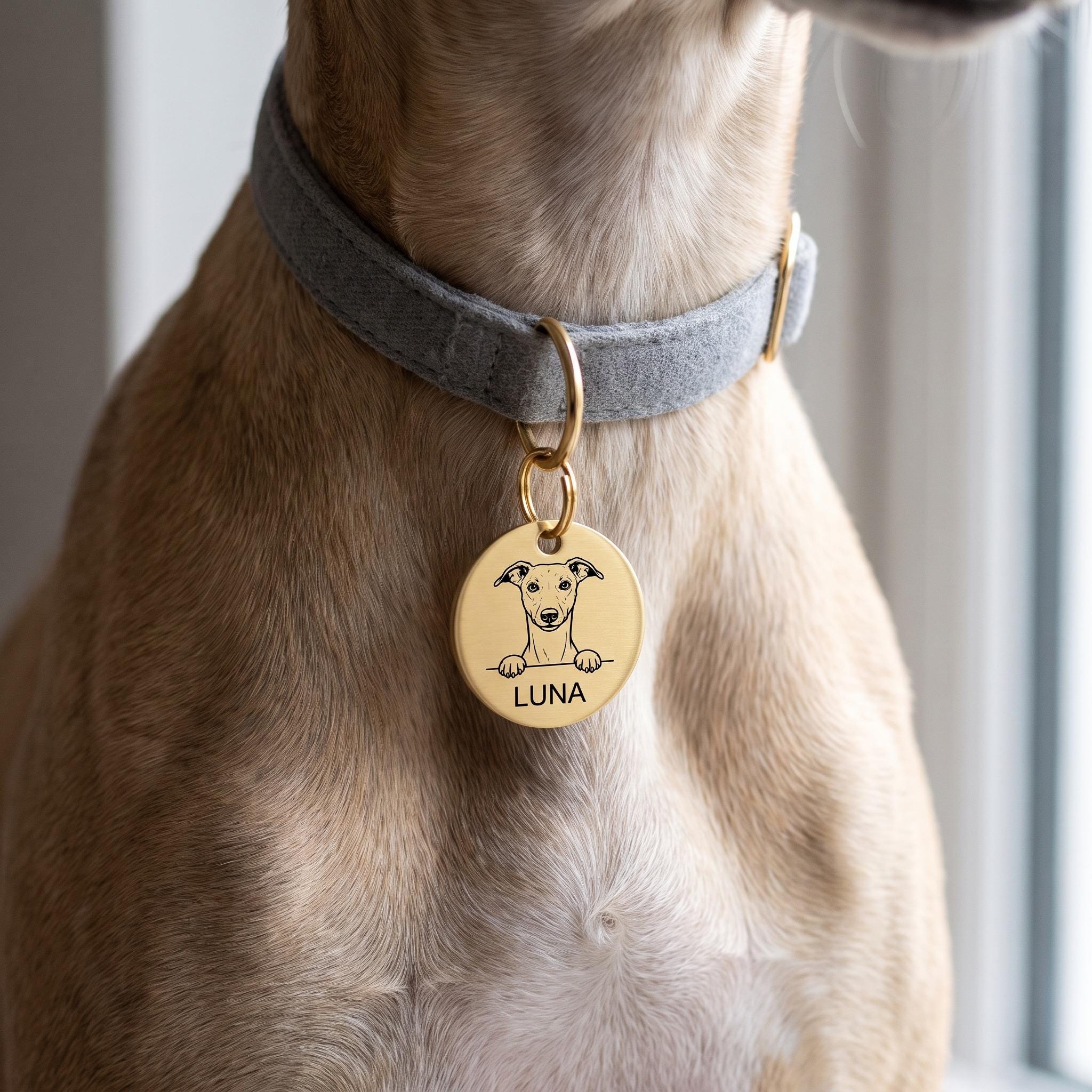 Whippet wearing the personalised Whippet dog tag on its collar