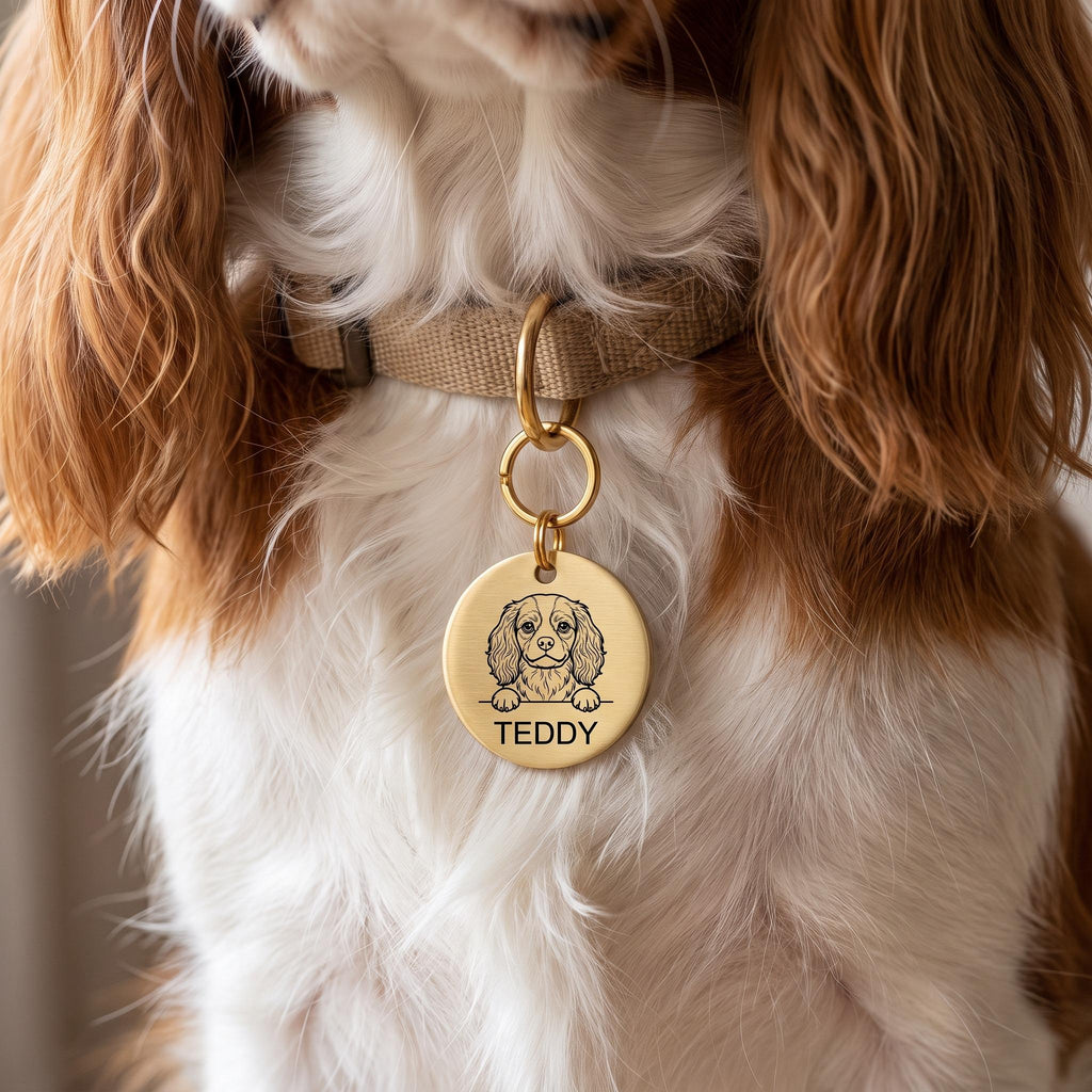 Cavalier King Charles wearing the personalised Cavalier King Charles dog tag on its collar