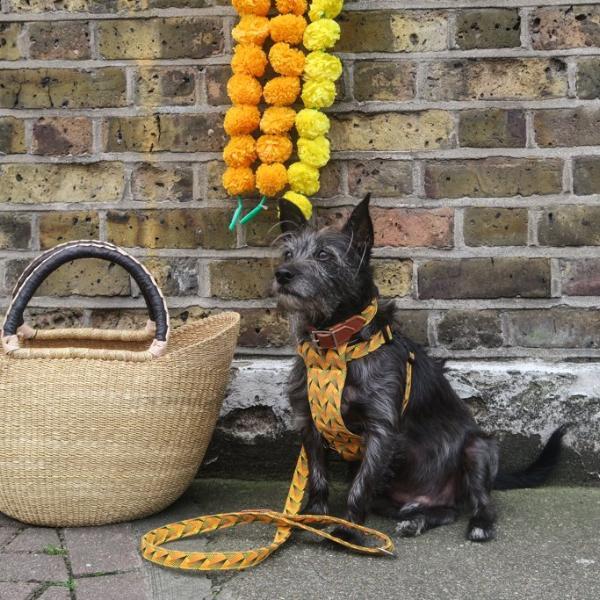 Dog wearing a colorful harness and leash next to a woven basket against a brick wall.