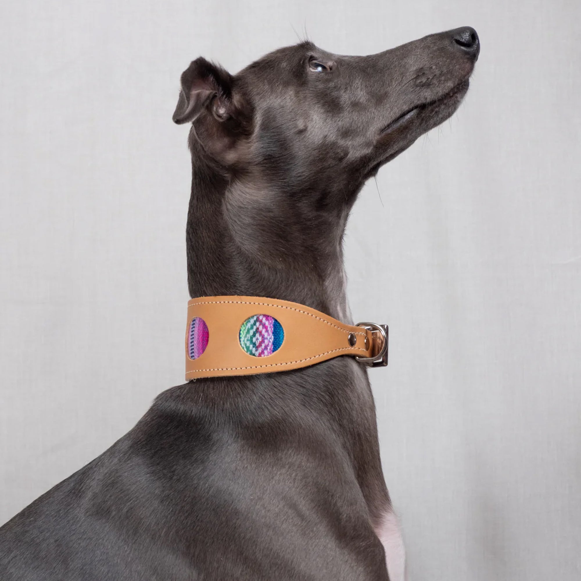 Inca Blue Leather Whippet & Greyhound Fishtail Collar