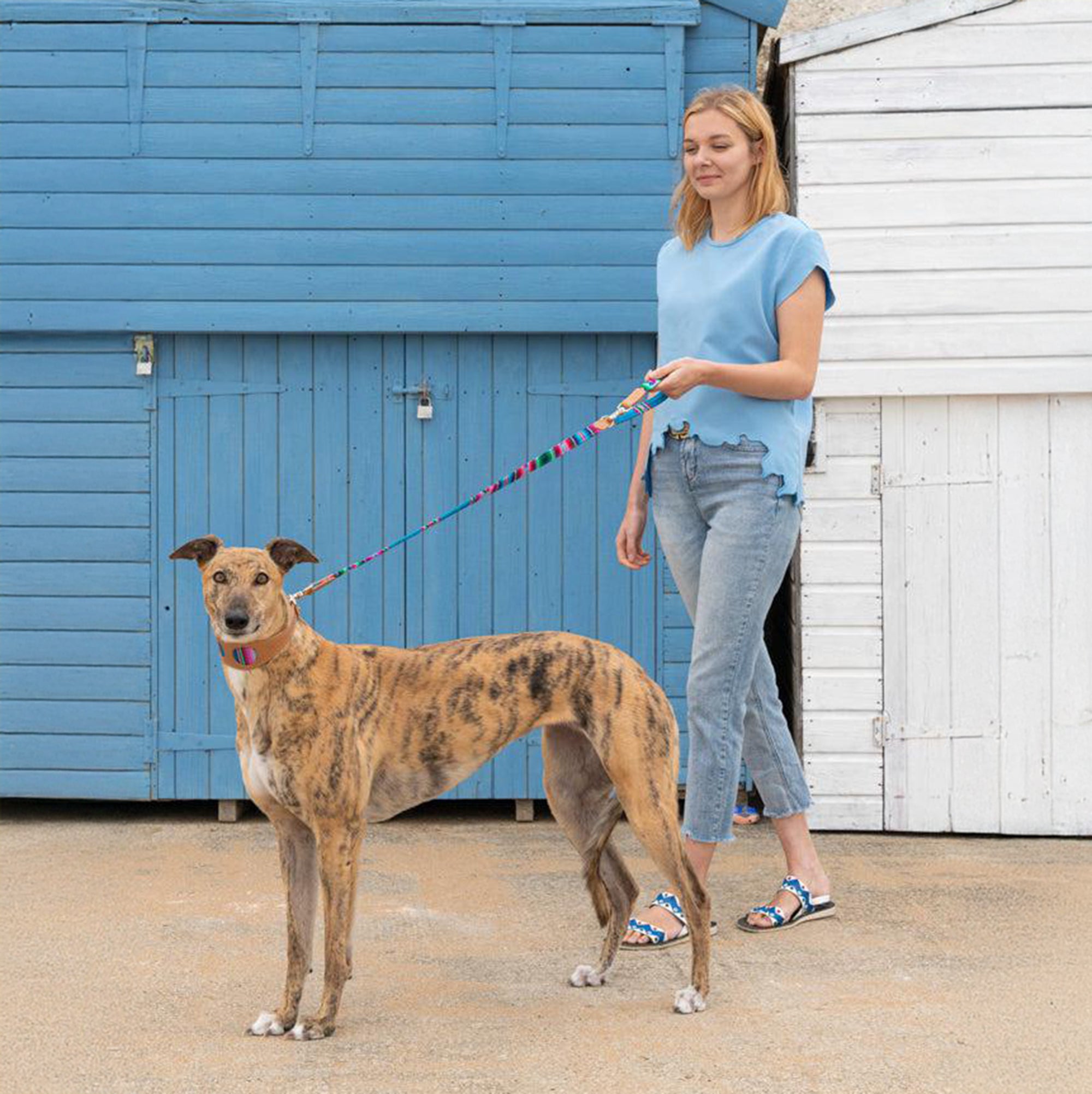 Inca Blue Leather Whippet & Greyhound Fishtail Collar