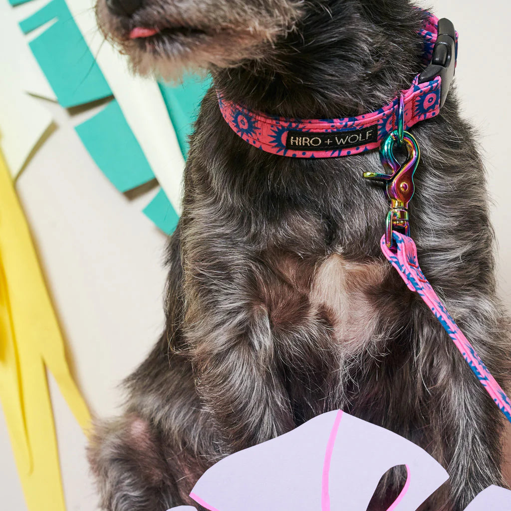 Dog wearing a Hiro + Wolf Pink and Blue leather free dog collar and leash 