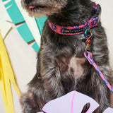 Dog wearing a Hiro + Wolf Pink and Blue leather free dog collar and leash 