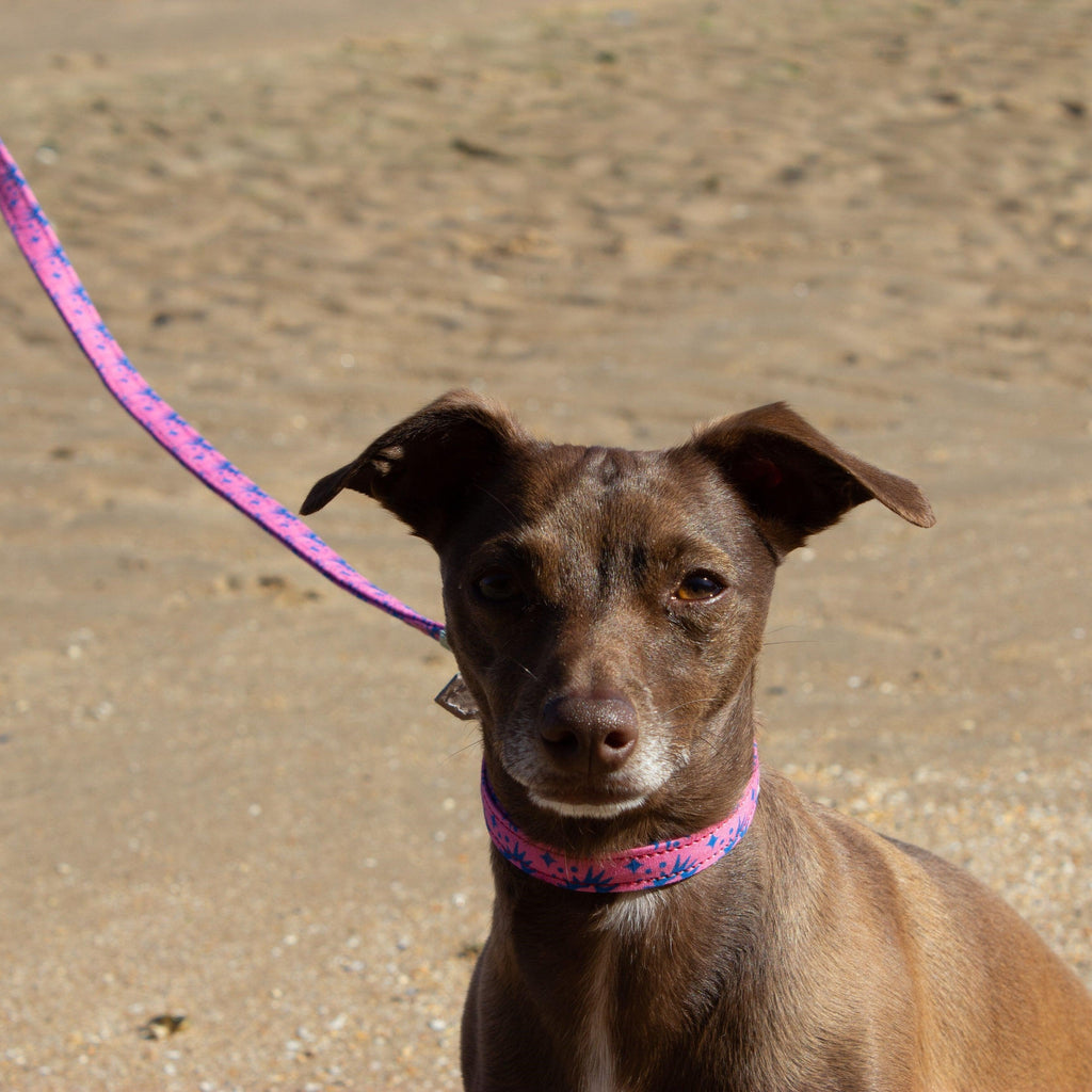 Hiro + Wolf Nebula Vegan Quick-Release Adjustable Dog Collar