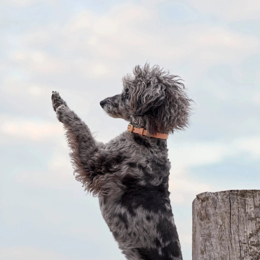 Nude Leather Dog Lead with Gold Hardware