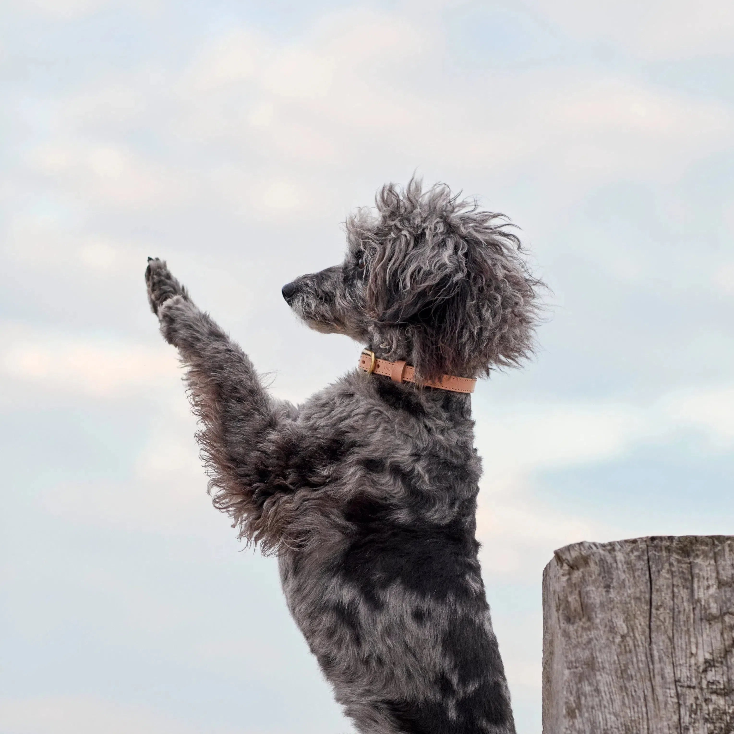 Nude Leather Dog Lead with Gold Hardware