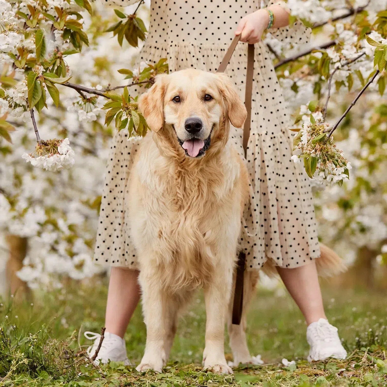 Olive Green Leather Dog Lead with Gold Hardware The Stately Hound