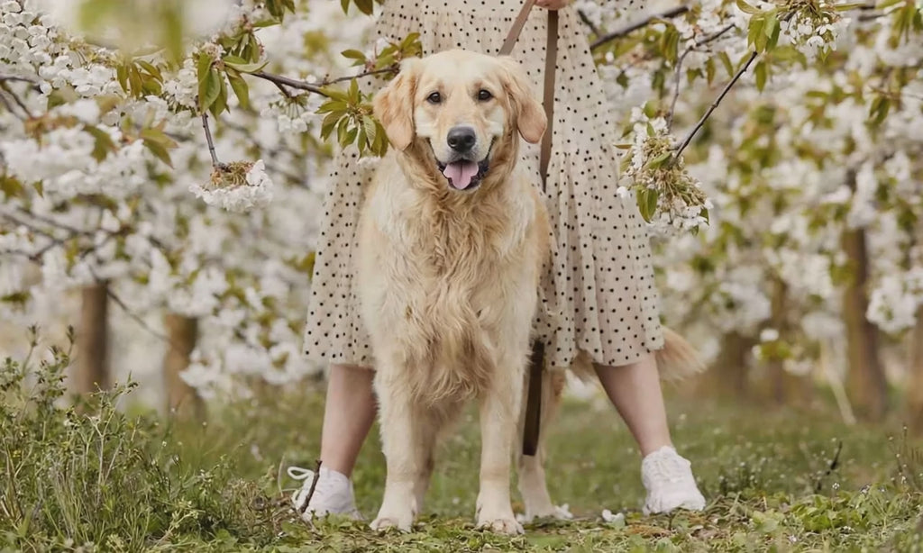 Olive Green Leather Dog Collar – Comfortable for Everyday Use