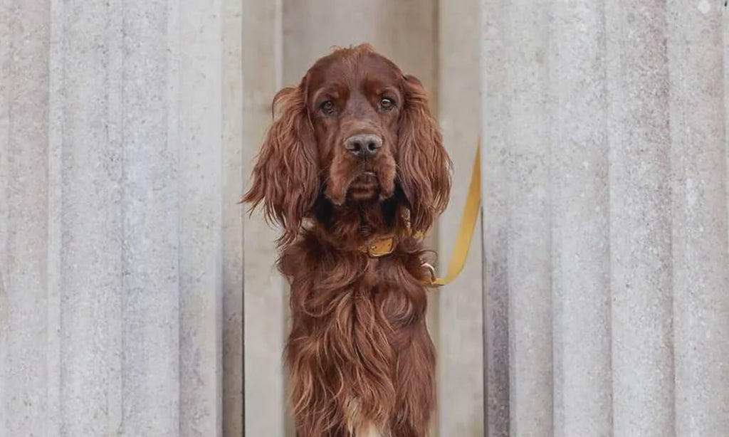 Amber Yellow Leather Dog Collar – Stylish & Soft