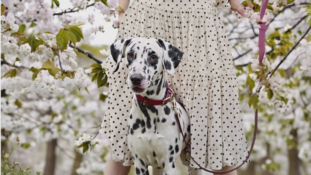 Crimson Red Leather Dog Collar – Luxury, Soft & Durable