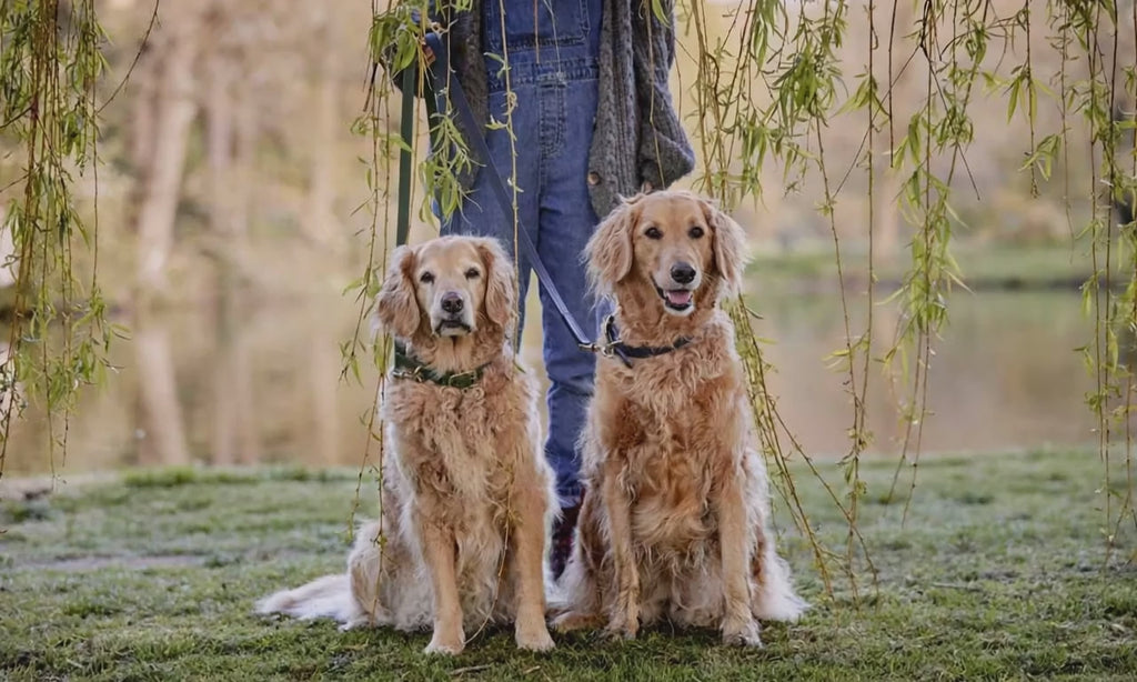 Luxury Emerald Green Leather Dog Collar – Soft & Durable
