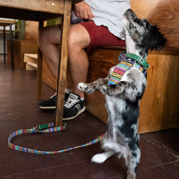 Hiro + Wolf Rainbow Stripe Café Dog Lead, Multi-Clip The Stately Hound