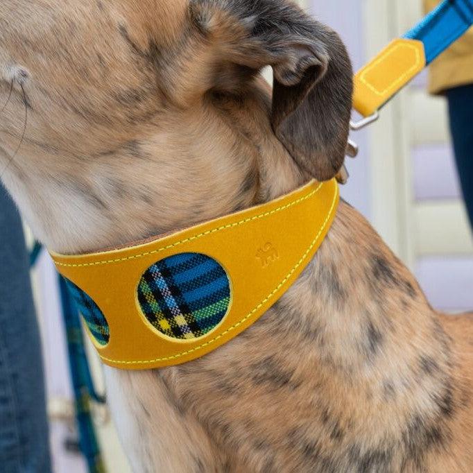 Shuka Blue Yellow Leather Whippet & Greyhound Collar - UK Made The Stately Hound