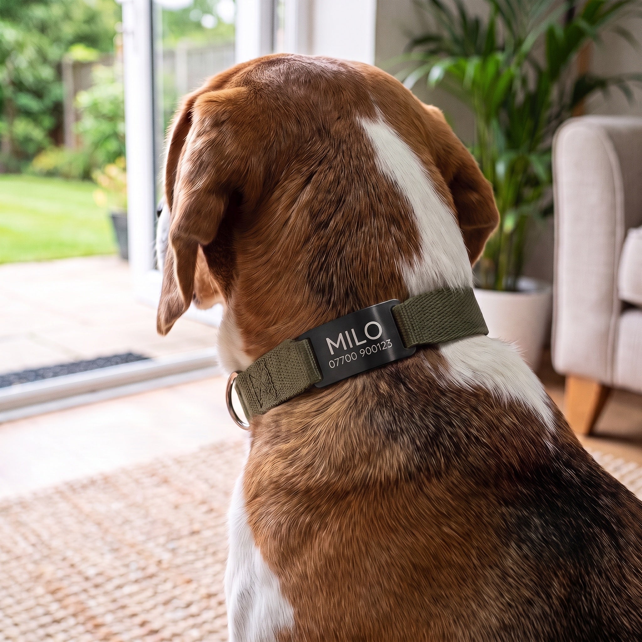 Dog wearing a brushed black slide-on ID tag lying flat on its collar