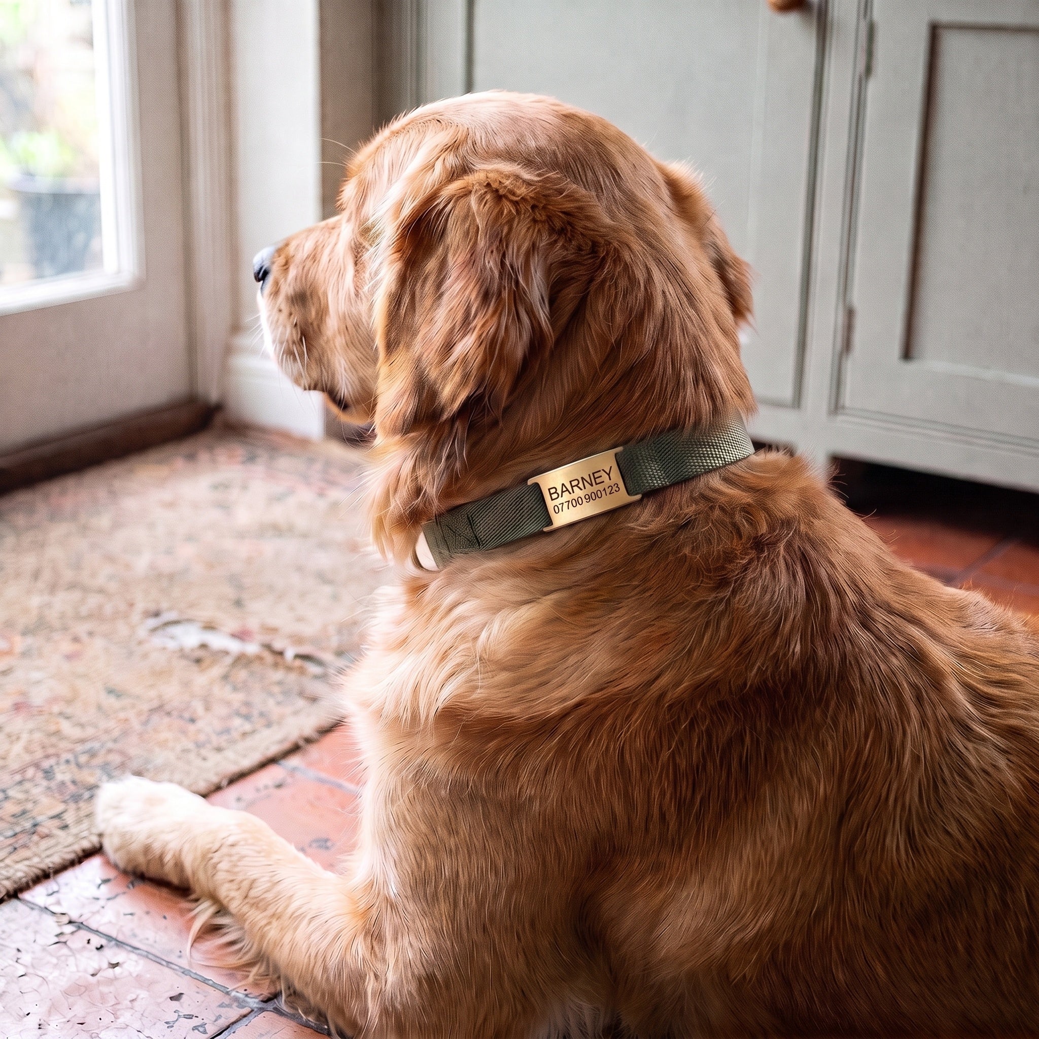 Dog wearing a brushed gold slide-on ID tag lying flat on its collar