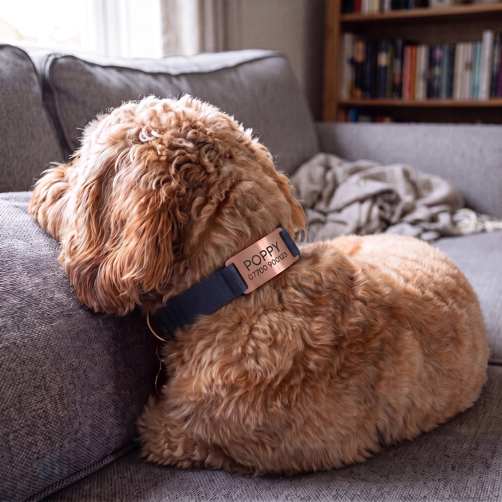 Dog wearing a brushed rose gold slide-on ID tag lying flat on its collar