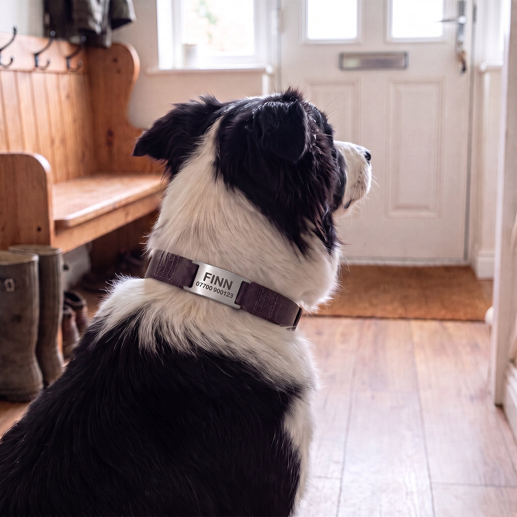 Dog wearing a brushed silver slide-on ID tag lying flat on its collar