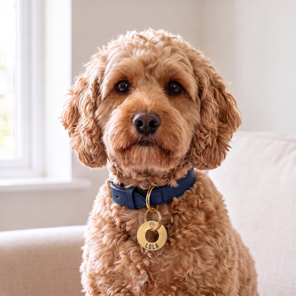 Gold washer dog tag on a tan leather collar worn by a cockapoo