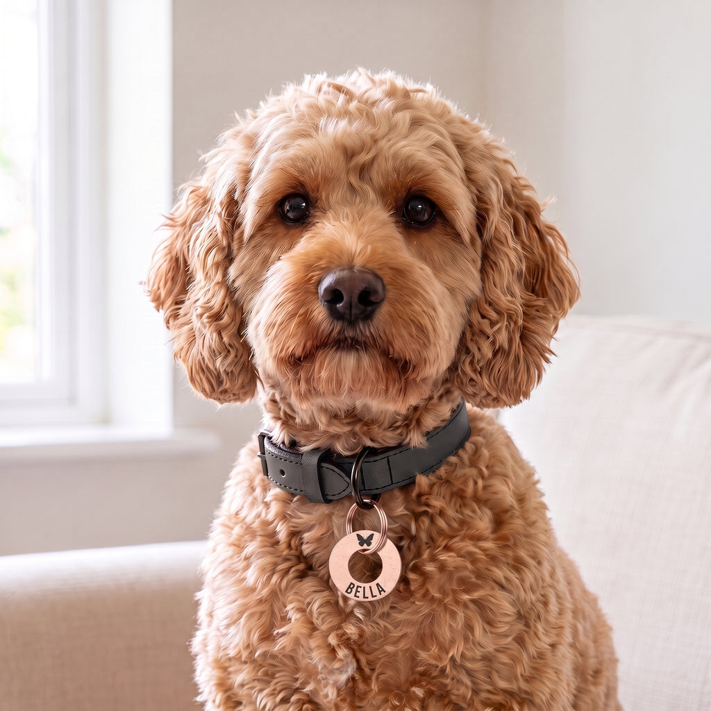 Rose gold washer dog tag on a leather collar worn by a cockapoo