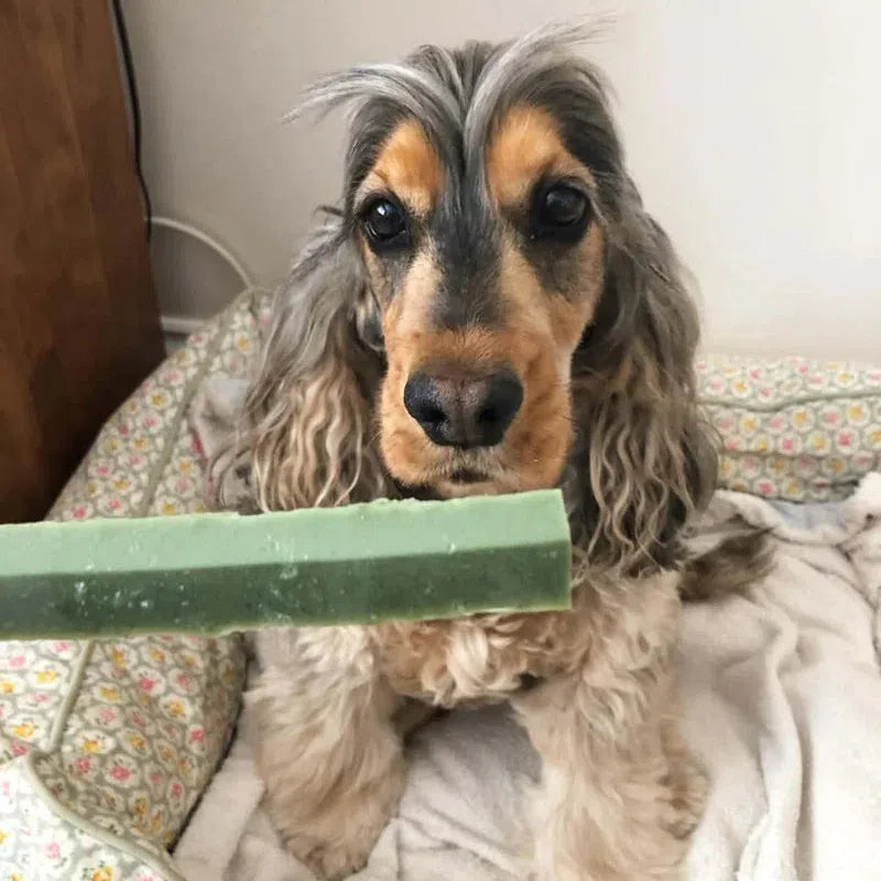 W’ZIS? Fang Dog Dental Chews | Natural, Plant-Based Dental Care for Fresh Breath The Stately Hound