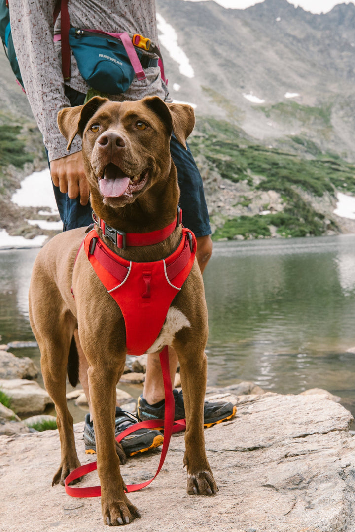 Ruffwear Front Range Harness: Lightweight, Comfortable, and Easy-to-Use Harness in Red Sumac